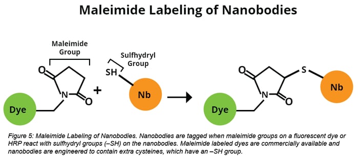 maleimide labeling of nanobodies