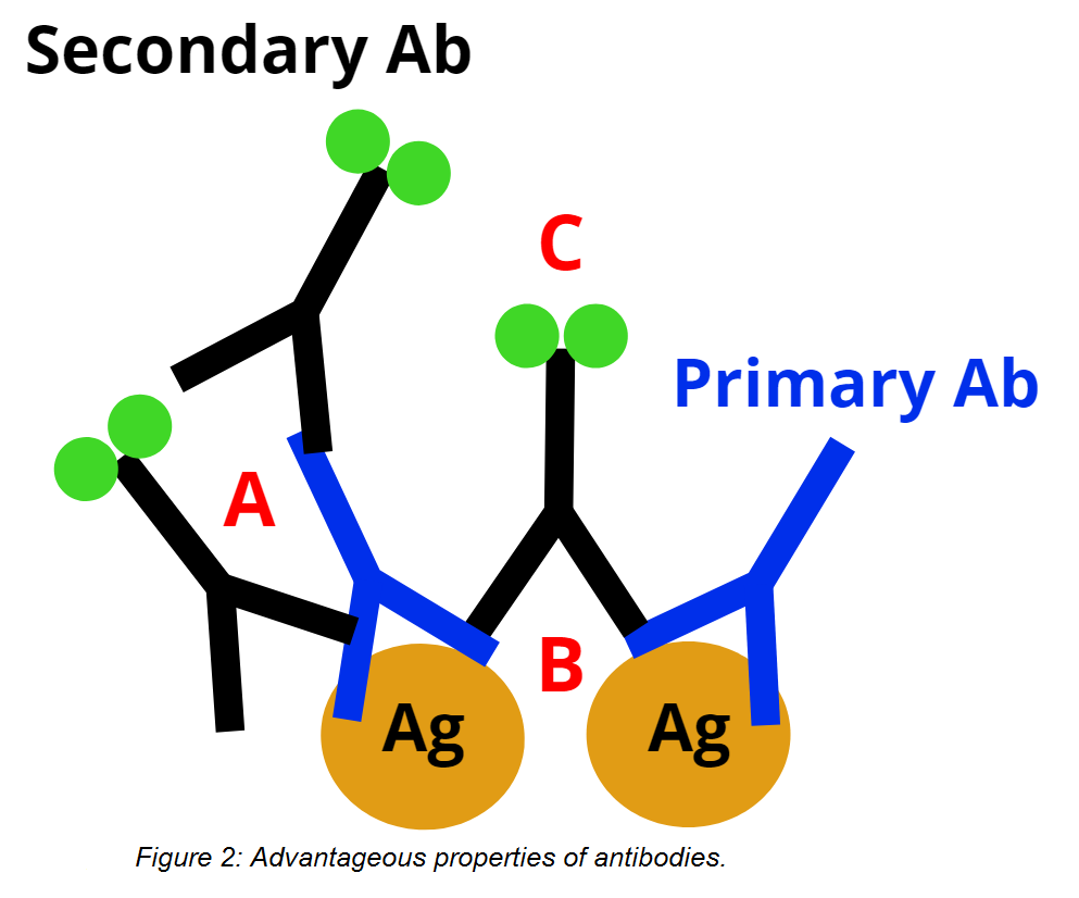 Plasmids 101: Secondary Nanobody Toolbox