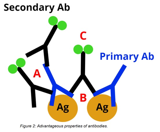 nanobodies_fig2-3.png