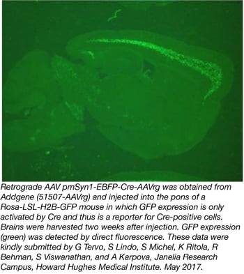pmSyn1-EBFP-Cre Retrograde AAV Data pmSyn1-EBFP-Cre Retrograde AAV Data