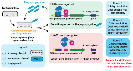 xCas9 directed evolution schematic