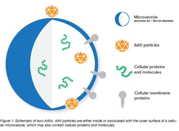 exosome AAV diagram