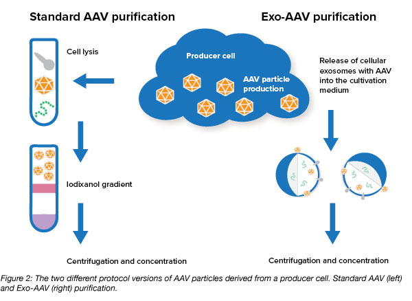 exosome AAV purification protocol