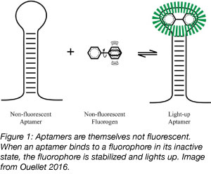 aptamer fluorophore binding