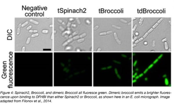 broccoli-spinach-aptamers