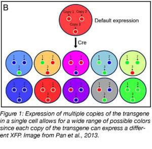 brainbow transgene expression labels cells in many colors