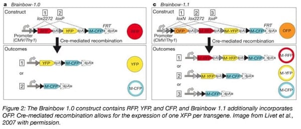 brainbow 1.0 and 1.1 uses cre recombination