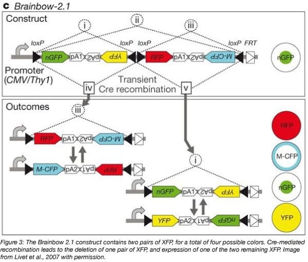 brainbow 2.1 contains two pairs of XFP