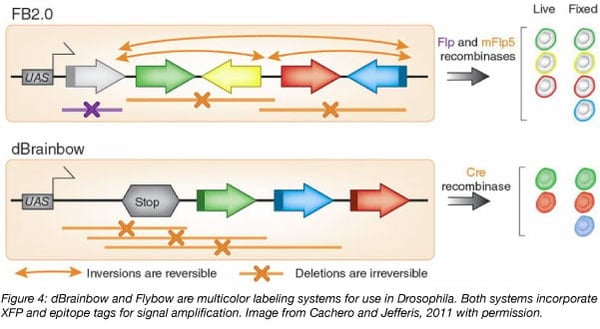 dBrainbow and Flybow for multicolor labeling in Drosophila