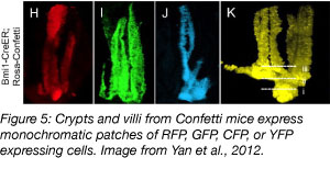 crypts and villi from Confetti mouse