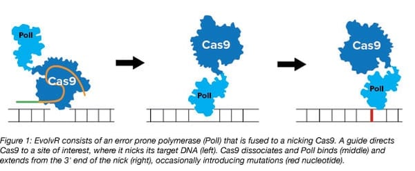 EvolvR consists of an error prone polymerase fused to a nicking Cas9