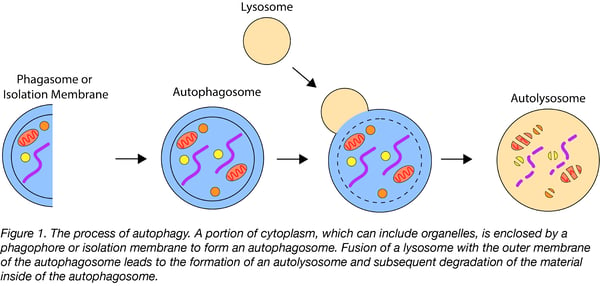 autophagy pathway