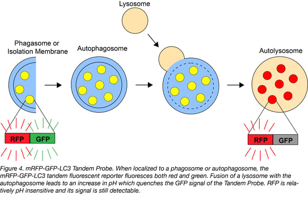 mRFP-GFP-LC3 tandem probe