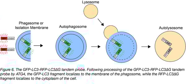 GFP-LC3-RFP-LC3ΔG tandem probe