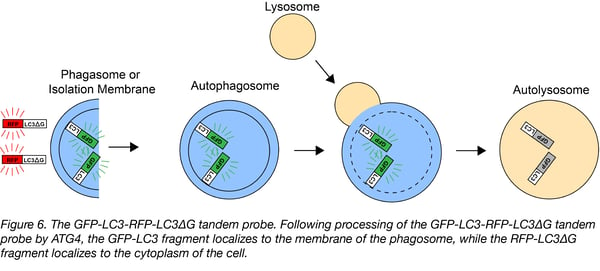 GFP-LC3-RFP-LC3ΔG tandem probe