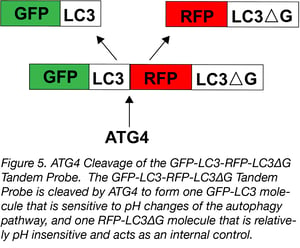 ATG4 cleavage of GFP-LC3-RFP-LC3deltaG tandem probe