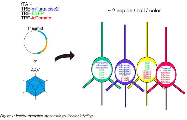 multicolor labeling tetbow