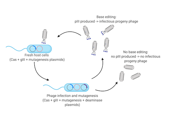 Workflow of phage-assisted evolution of base-editing activity