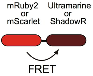 ShadowR is used as a FRET acceptor to mRuby2 or mScarlet