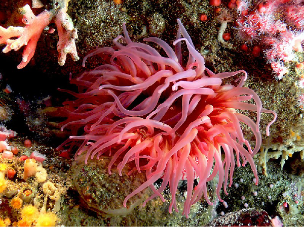 red-sea-anemone