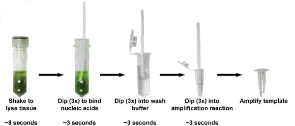 steps for purifying DNA using a cellulose dipstick