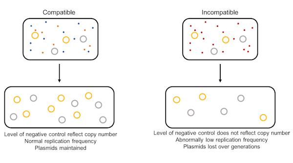 comparison of compatible plasmid and incompatible plasmids over generations