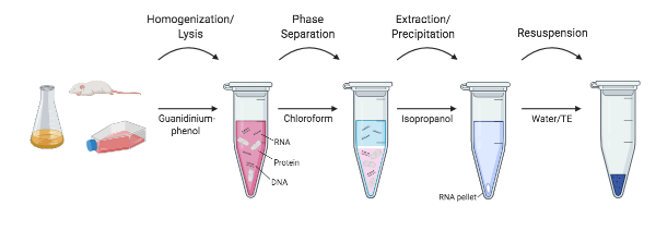 Steps for RNA extraction without a kit include homogenization and lysis, phase separation, extraction and precipitation, and resuspension