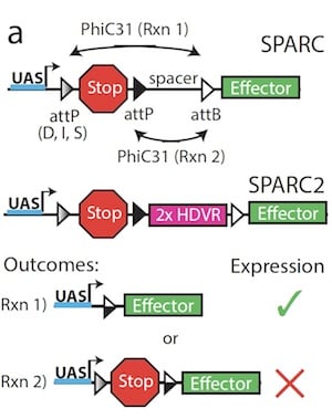 Diagram of the SPARC and SPARC2 constructs