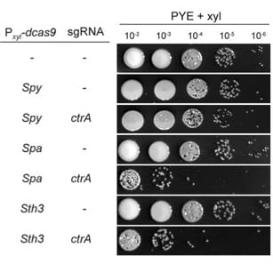 Serial dilutions of CRISPRi in Caulobacter cells for ctrA gene expression using various dCas9