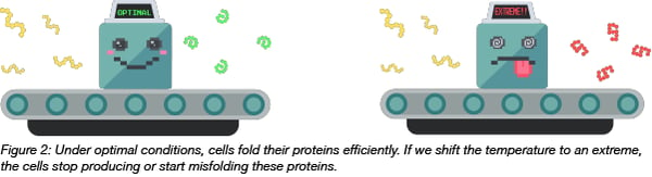 protein folding at optimal and extreme temperatures
