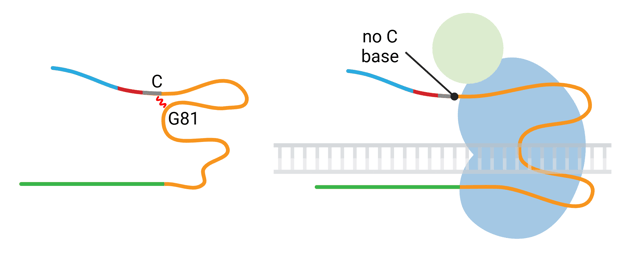 A cartoon comparing pegRNA sequences. A pegRNA whose 3′ extension starts with a C base is shown with the C forming an incorrect base pair with G81 of the pegRNA, which causes misfolding of the gRNA scaffold and no prime editor binding. A pegRNA without a C base in this position is shown with canonical gRNA structure bound to the prime editor.