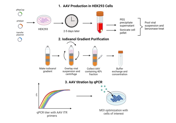 Flow chart describing key steps of AAV production process: 1. Three plasmid transfection, incubation, harvest and PEG precipitation; 2. Steps of iodixanol gradient purification: Creating iodixanol layers, overlaying iodixanol with viral suspension, spin, collecting AAV in 40% fraction, followed by buffer exchange and concentration; 3. AAV titration by qPCR using primers targeting transgene or ITRs.