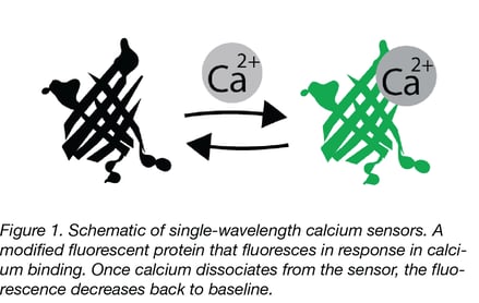 Schematic of a single-wavelength calcium sensor switching between its calcium-bound and calcium-free states, two arrows between the two proteins are pointing in opposite directions indicating the state switch. In the calcium-free state the protein is black, indicating low fluorescence, but when bound to calcium the protein is green, indicating high fluorescence.
