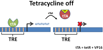 Tetracycline Off
