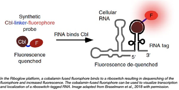 Riboglow RNA production localization