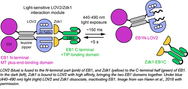 LOVTRAP EB1 optogenetics