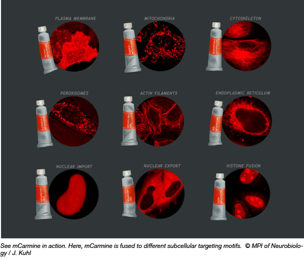 mCarmine subcellular targets