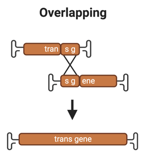 Schematic starting with two gene fragments, labeled "transg" and "sgene", with lines connecting the overlapping "sg" parts. An arrow indicates that the two fragments are joined to make a single gene labeled "transgene".