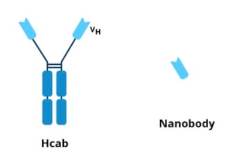 The Hcab consist of the Y shaped heavy chain camelid antibody. In comparison, the nanobdy only includes the variable fragment, the piece at the top of the Y shape.