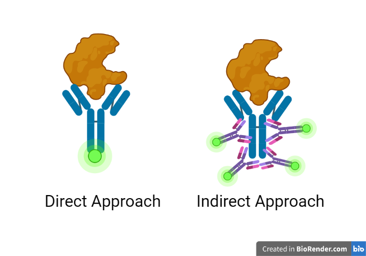 Direct v indirect better colors