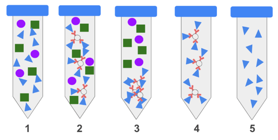 schematic representation of immunoprecipitation steps