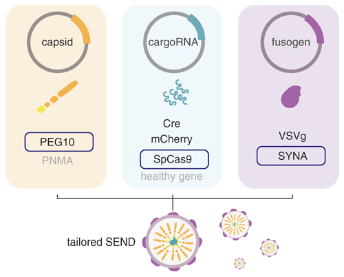 Schematic of SEND system