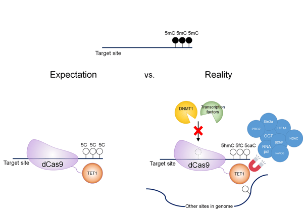 Graphic representation of the expected TET1 reaction with no interference vs the reality with TET1 interfering with transcription factors and DNMT1