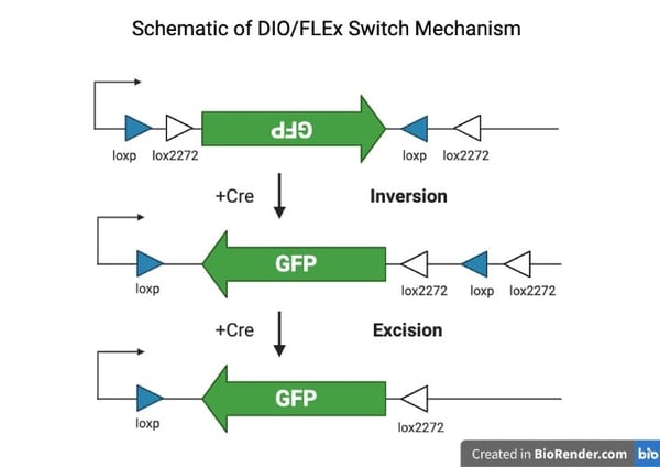Schematic of DIO?FLEx Switch Mechanism