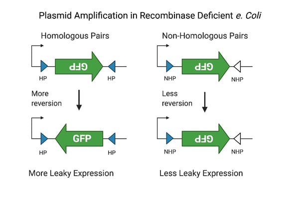 Schematic of Plasmid Amplification in Recombinase Deficient e. Coli