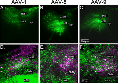 Results from an AAV optimization experiment