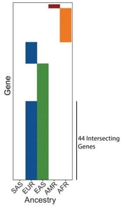 Bar graph showing dependencies by gene in the five ancestry groups. 44 intersecting genes are identified in European and East Asian ancestry lines. South East Asian lines have no dependencies; African and Indigenous American lines have few dependencies identified with no overlap with each other or the other ancestries.  