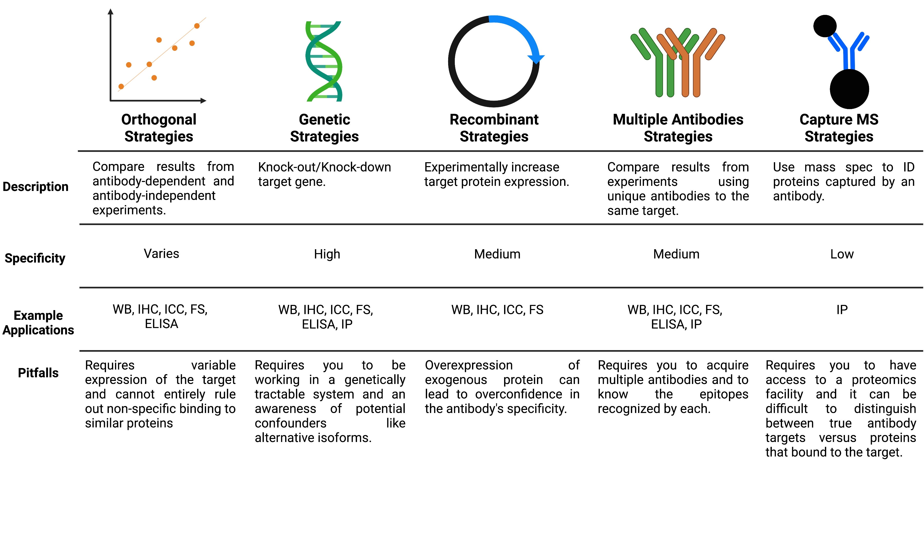 Antibody Validation Strategies Summary