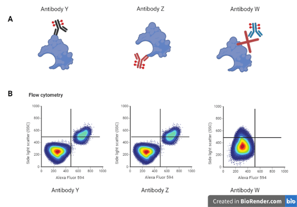 Multiple Antibody Strategy