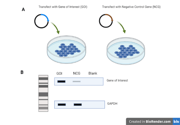 Recombinant Antibody Strategy-1